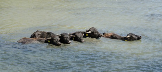 Water buffaloes occupying the floodplain's lake. 