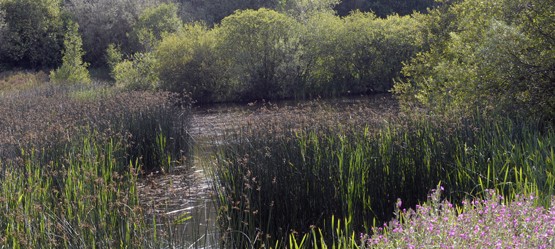 View of wetlands