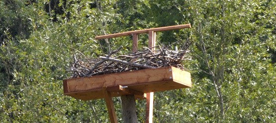 A bird’s nest on a raised platform