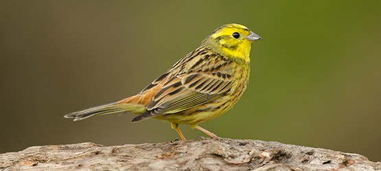 Close-up of a yellowhammer bird