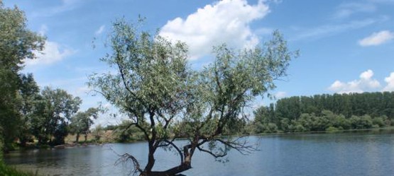 Tree next to a lake