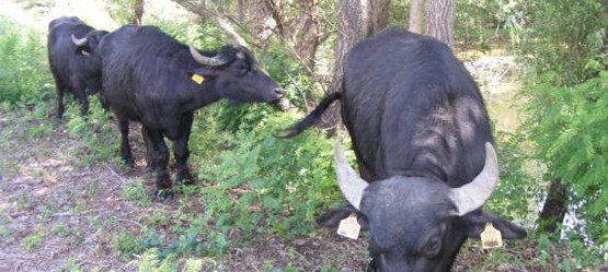 Water buffalo grazing