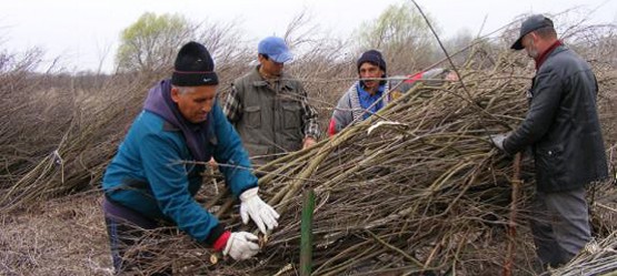 Locals bundling plants