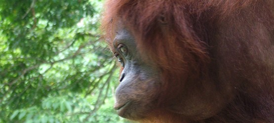 Close up of an ape’s face