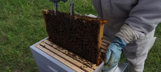 Beekeeper with beehive