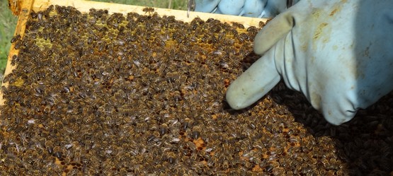 Close-up of beehive 
