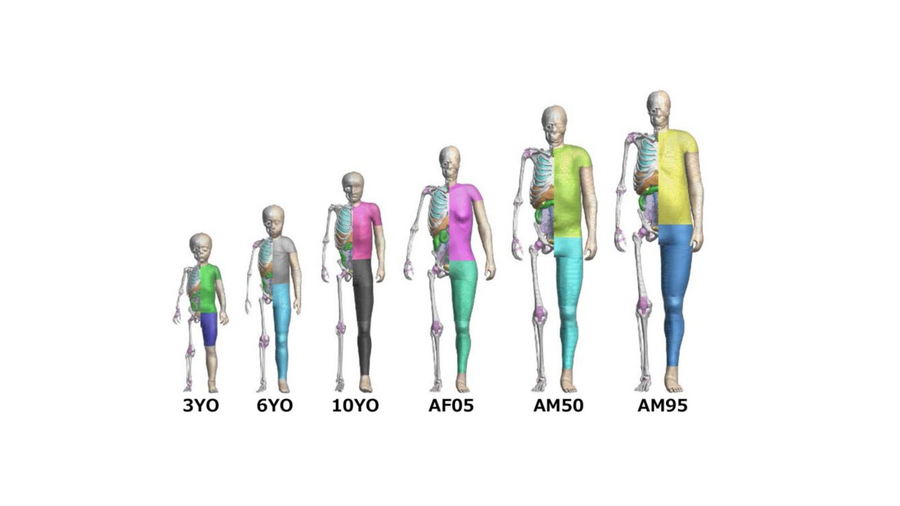 TOYOTA OFFERS FREE ACCESS TO THUMS VIRTUAL HUMAN BODY MODEL SOFTWARE