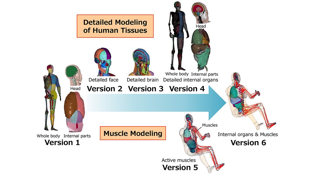 TOYOTA OFFERS FREE ACCESS TO THUMS VIRTUAL HUMAN BODY MODEL SOFTWARE